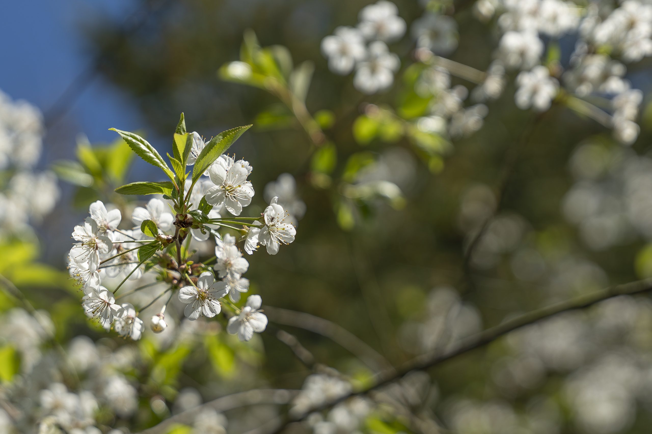 “Woensdag stralend lenteweer, ook komende dagen veel zon”