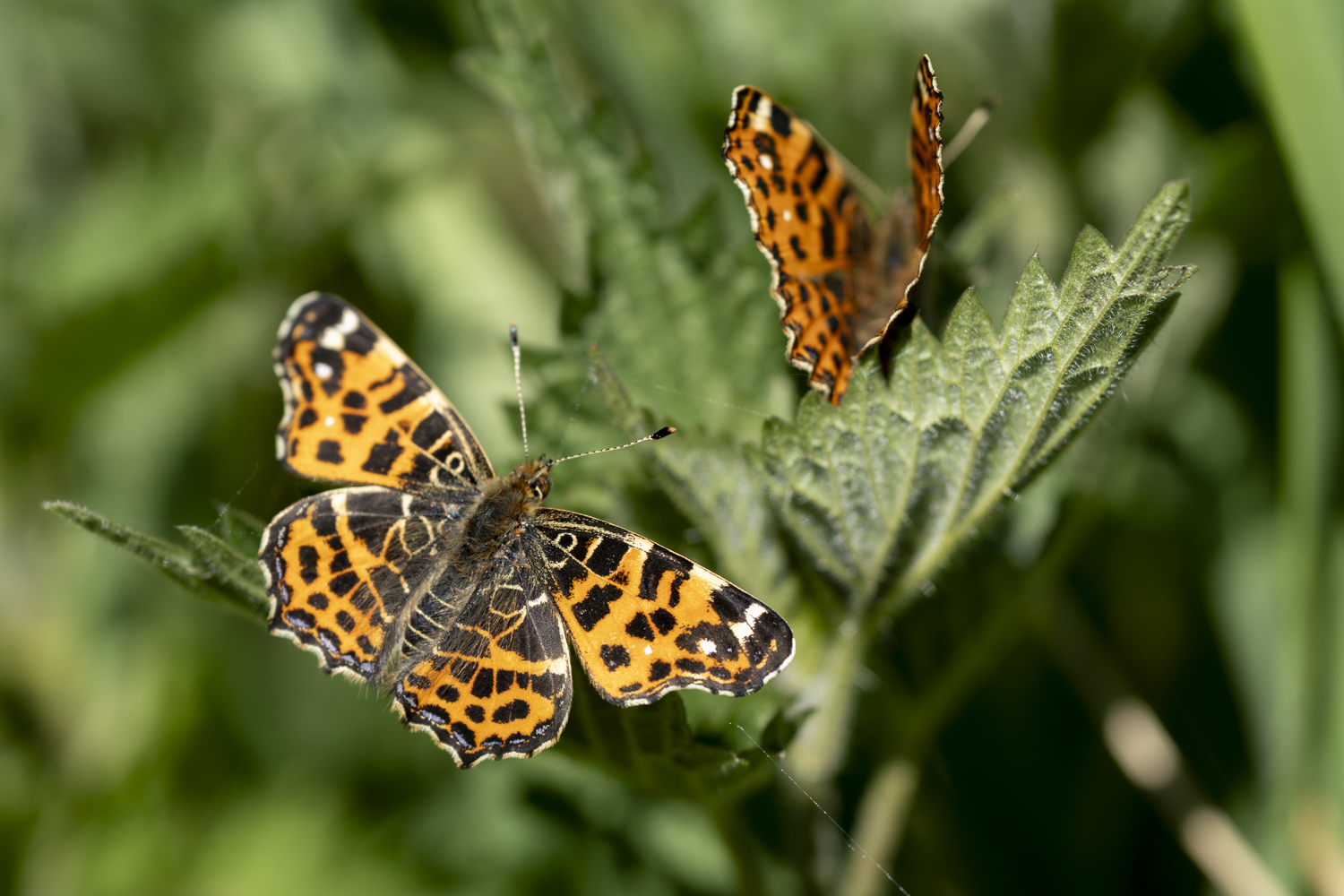 Stralend lenteweer tot en met het weekend