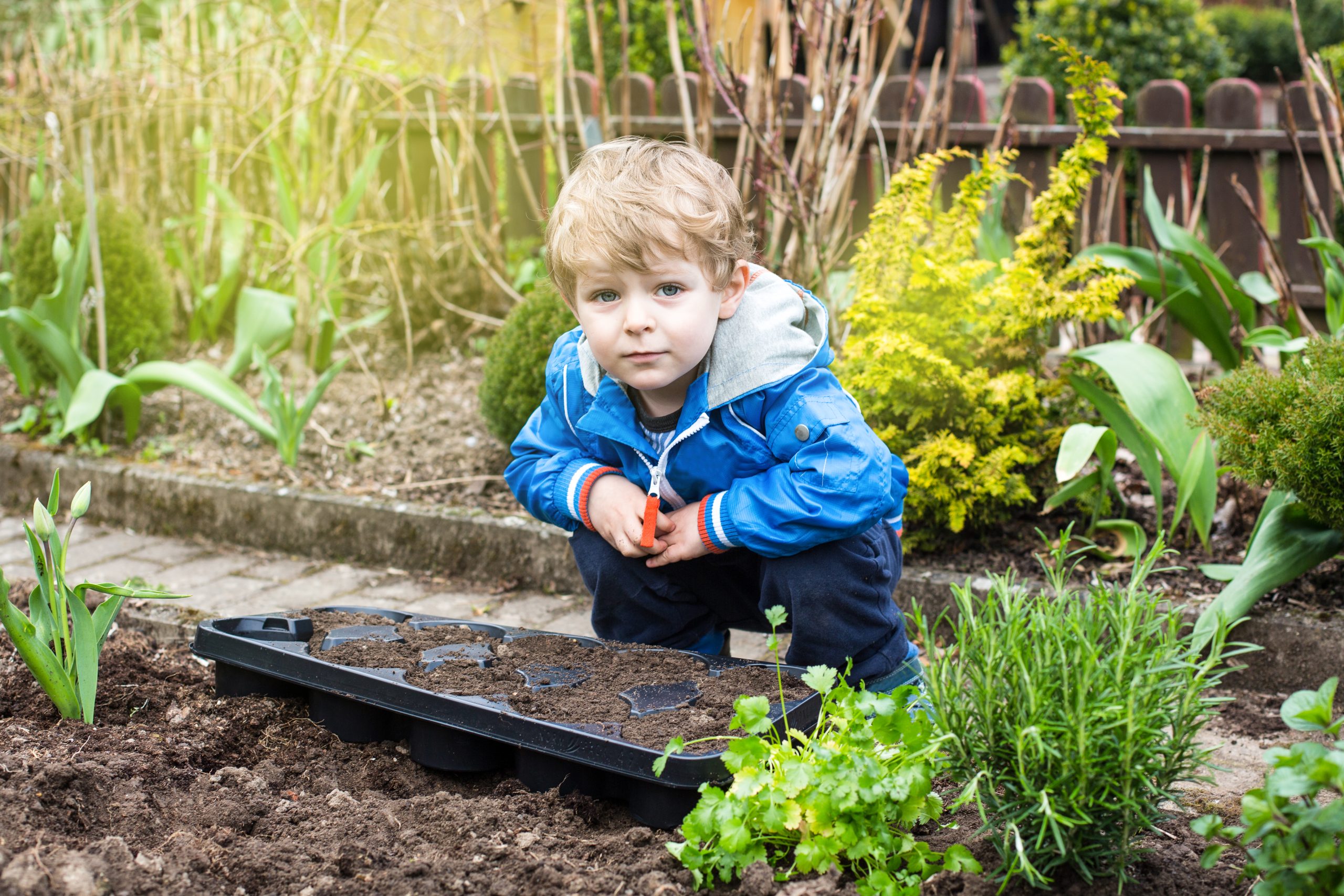90 scholen en kinderopvanglocaties kweken dit jaar mee om Groninger boonsoorten te redden