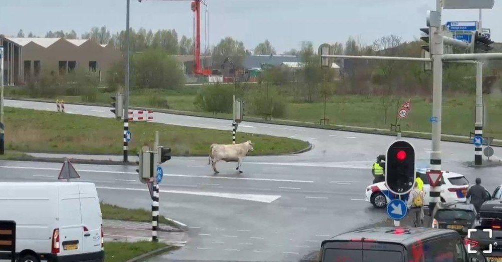 Video – Consternatie op Europaweg vanwege loslopende koe