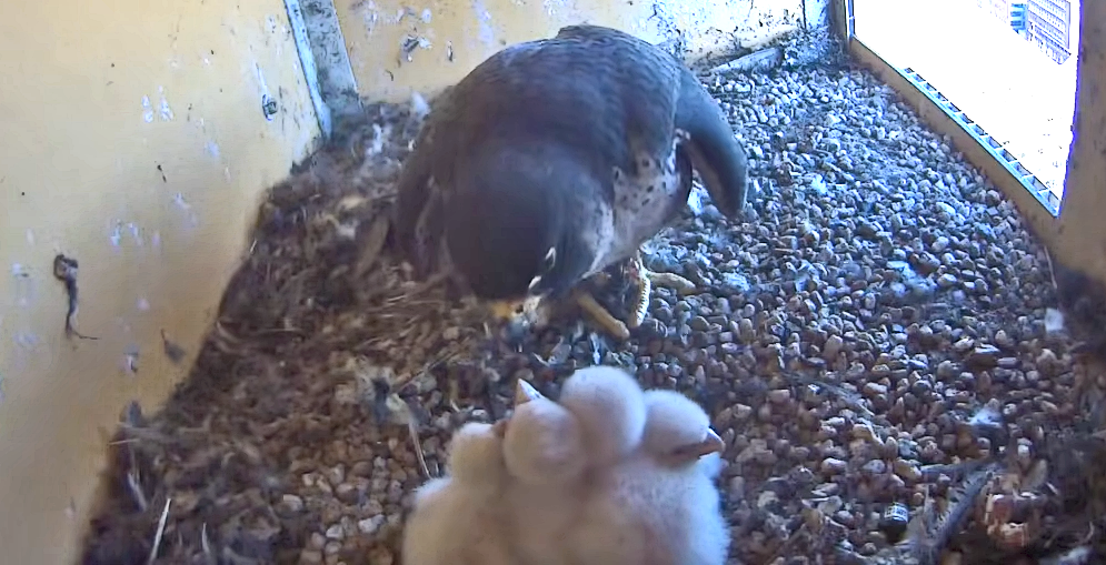 Vierde slechtvalkkuiken uit ei gekropen aan Gasuniegebouw