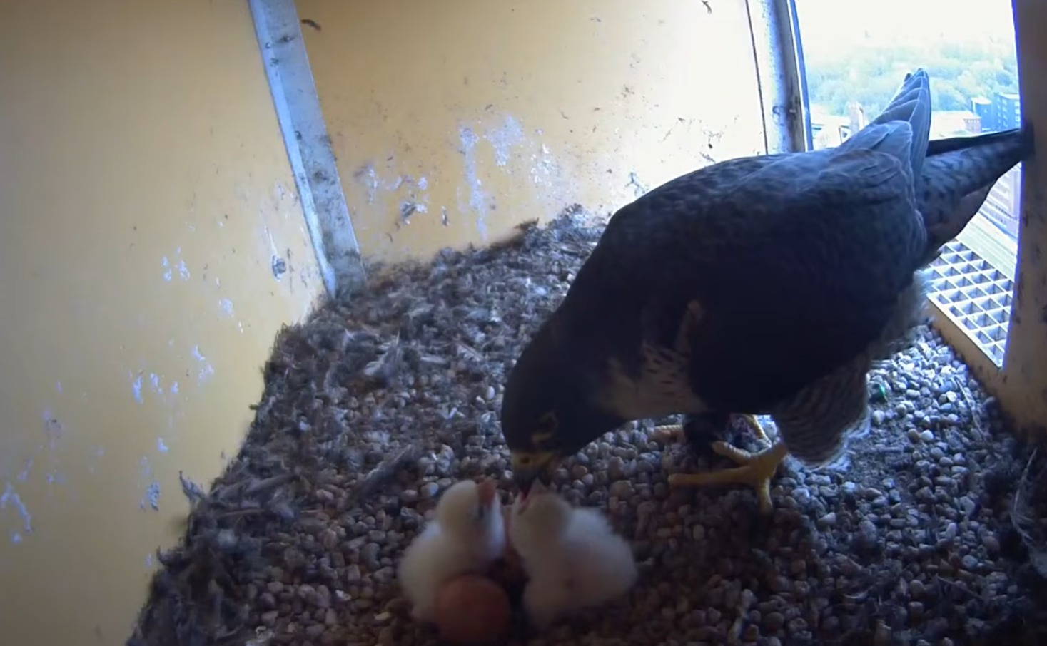 Geboortenieuws op grote hoogte: eerste twee slechtvalkjes bij Gasunie uit het ei