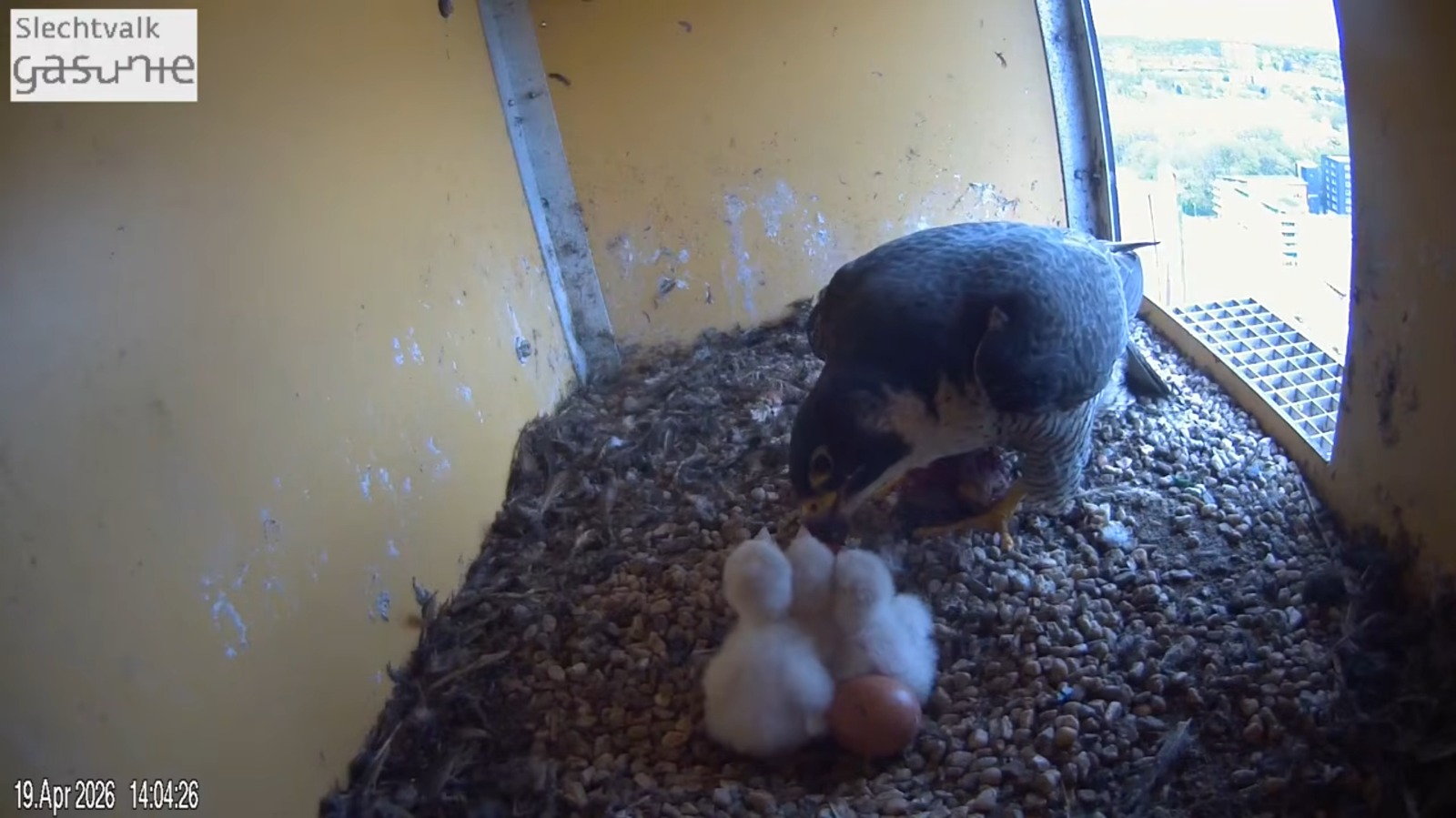 Ook derde slechtvalkje uit het ei gekomen bij Gasunie