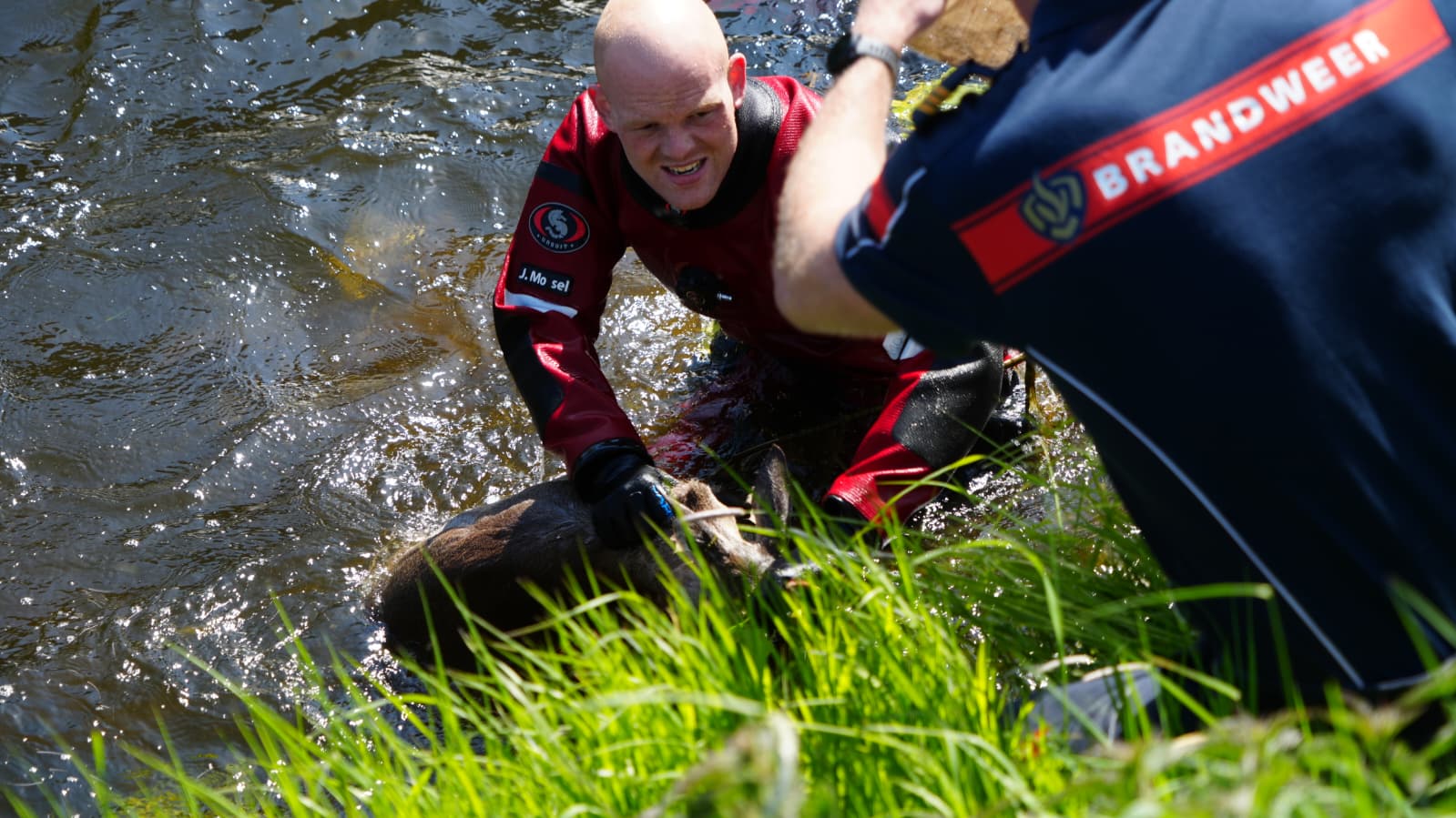 Brandweer redt jonge ree uit Damsterdiep