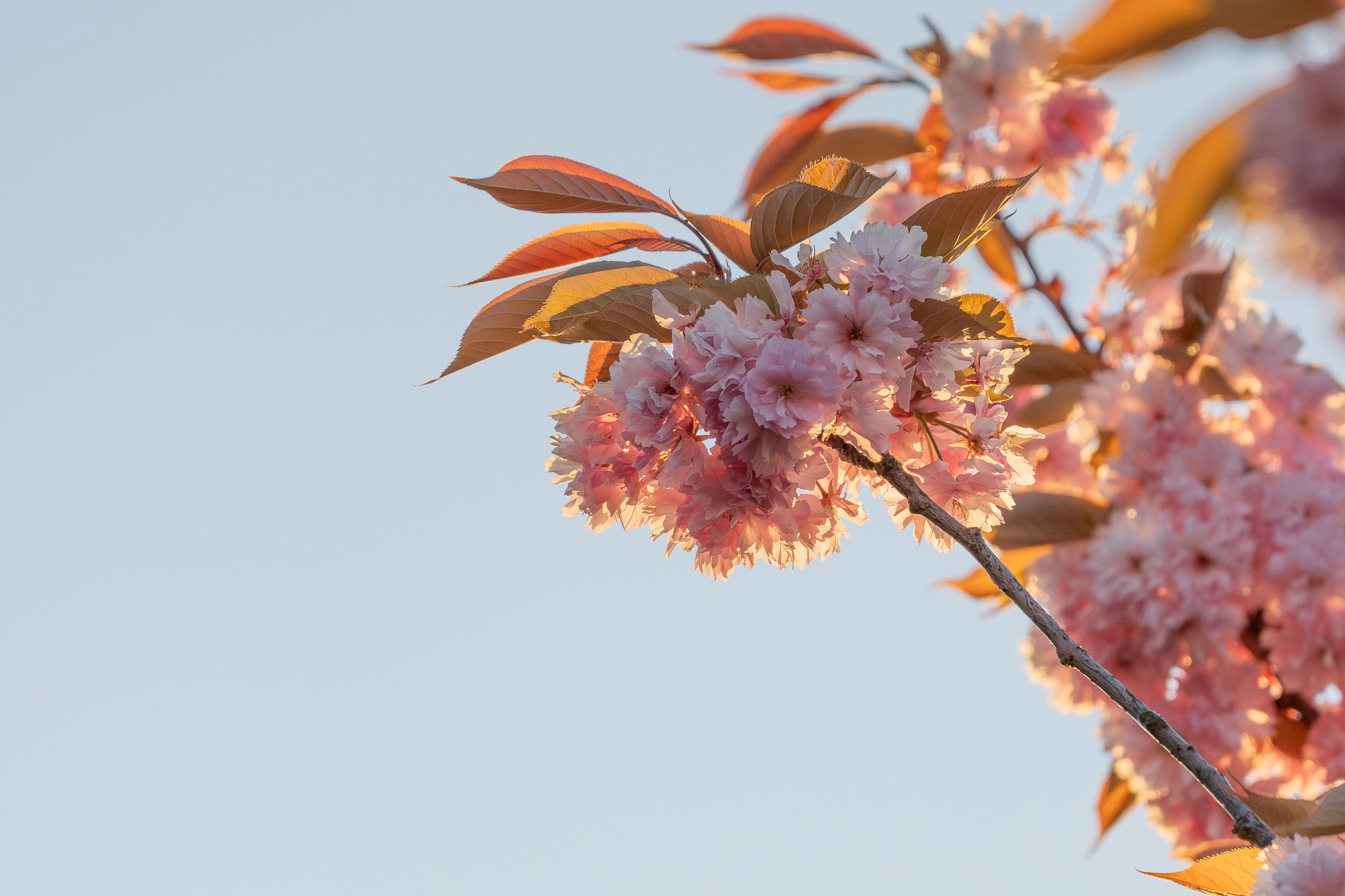 ‘Zondag ruimte voor de zon, Koningsdag veel bewolking’
