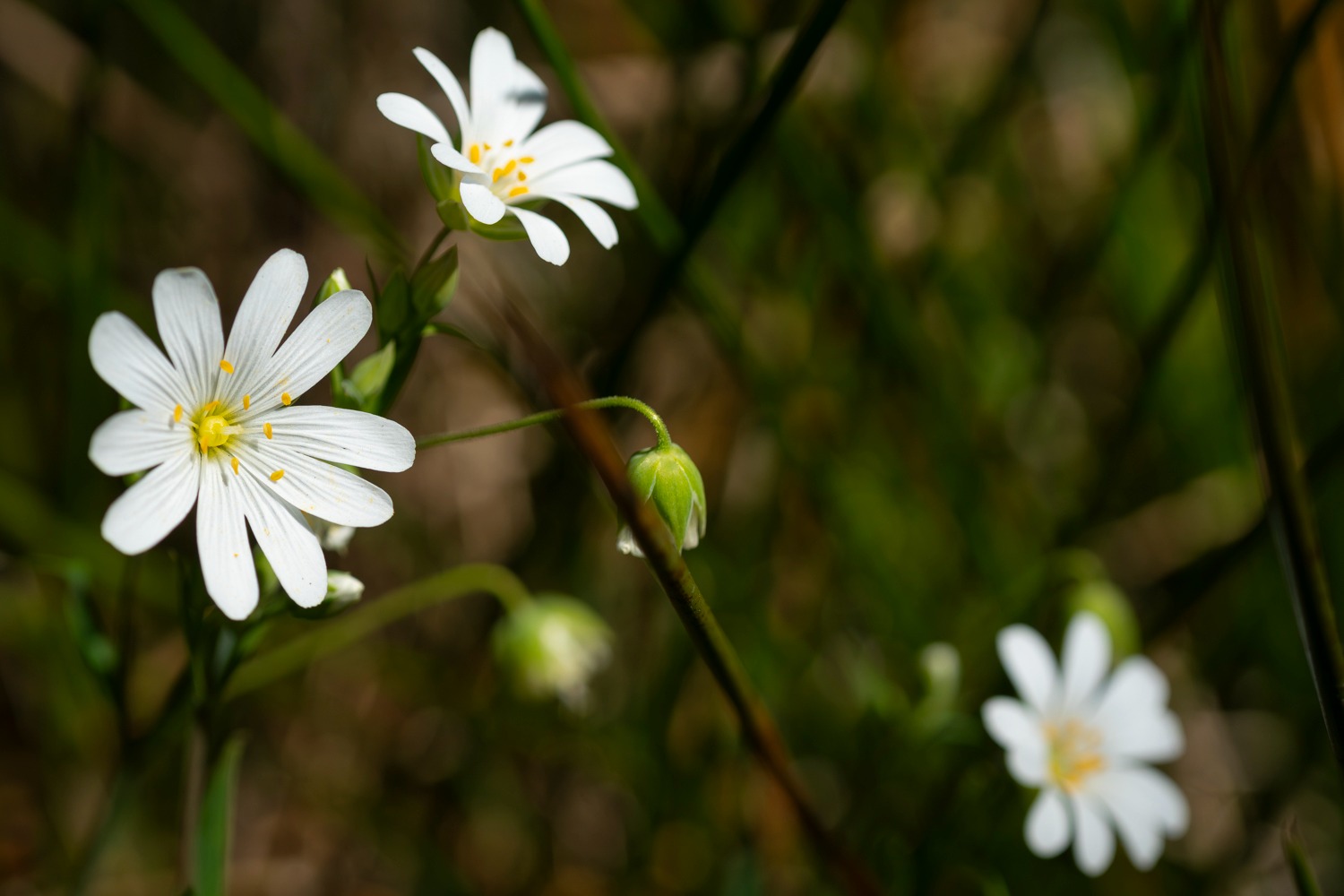 “Woensdag stralend lenteweer, vrijdag mogelijk 24 graden”