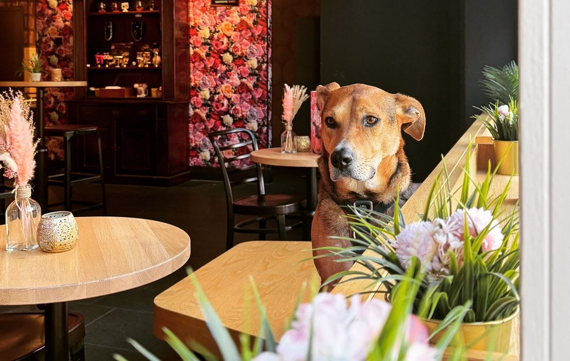 Onder studenten geliefde UB-hond moet vanaf nu thuisblijven