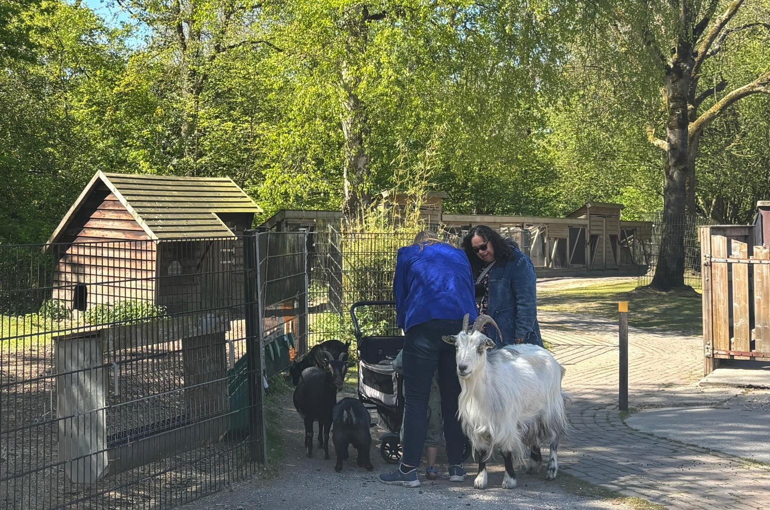 Gaan er nog veel Groningers naar de kinderboerderij?