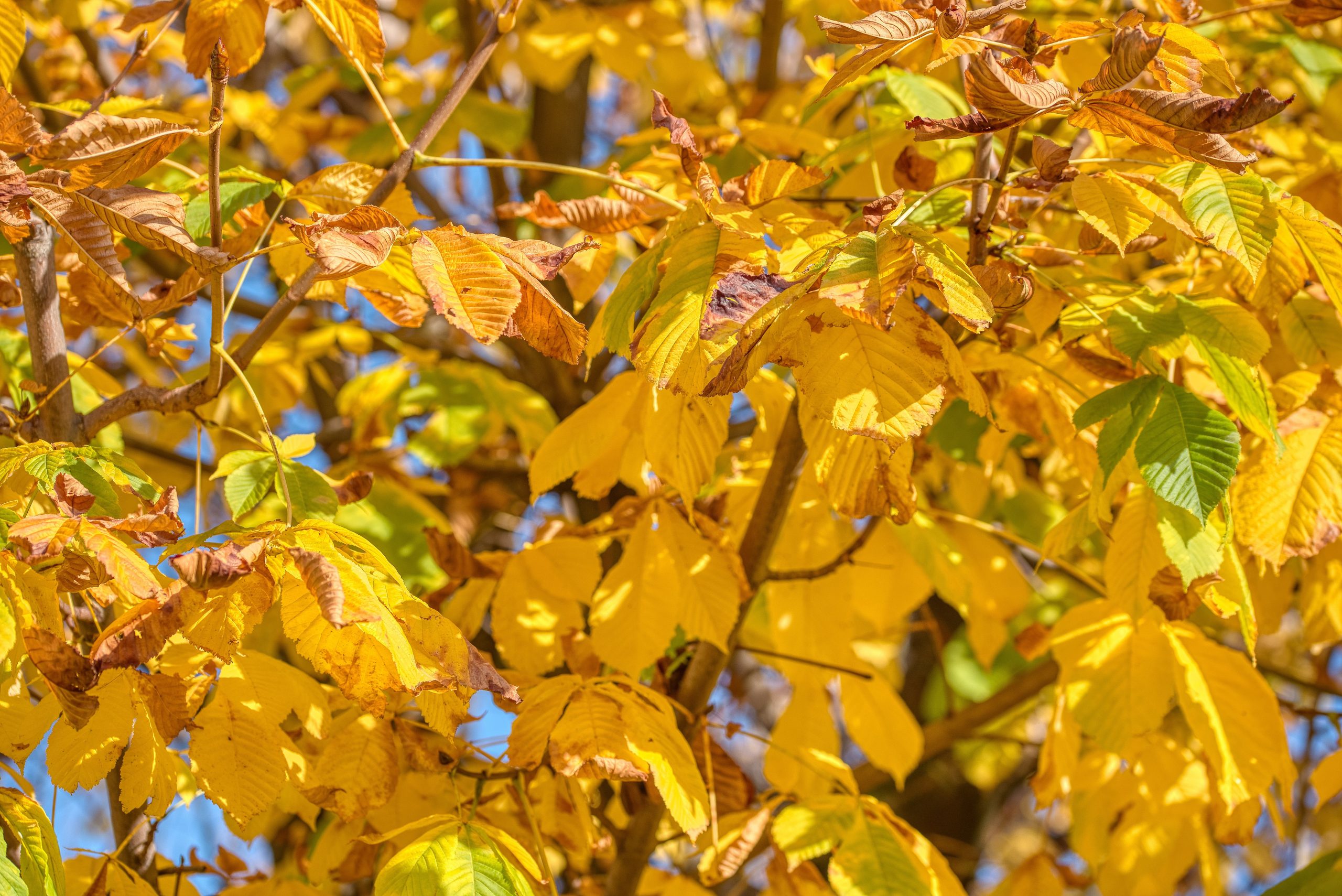 Beeldbepalende kastanjeboom in Boeremapark Haren wordt gekapt vanwege kastanjeziekte