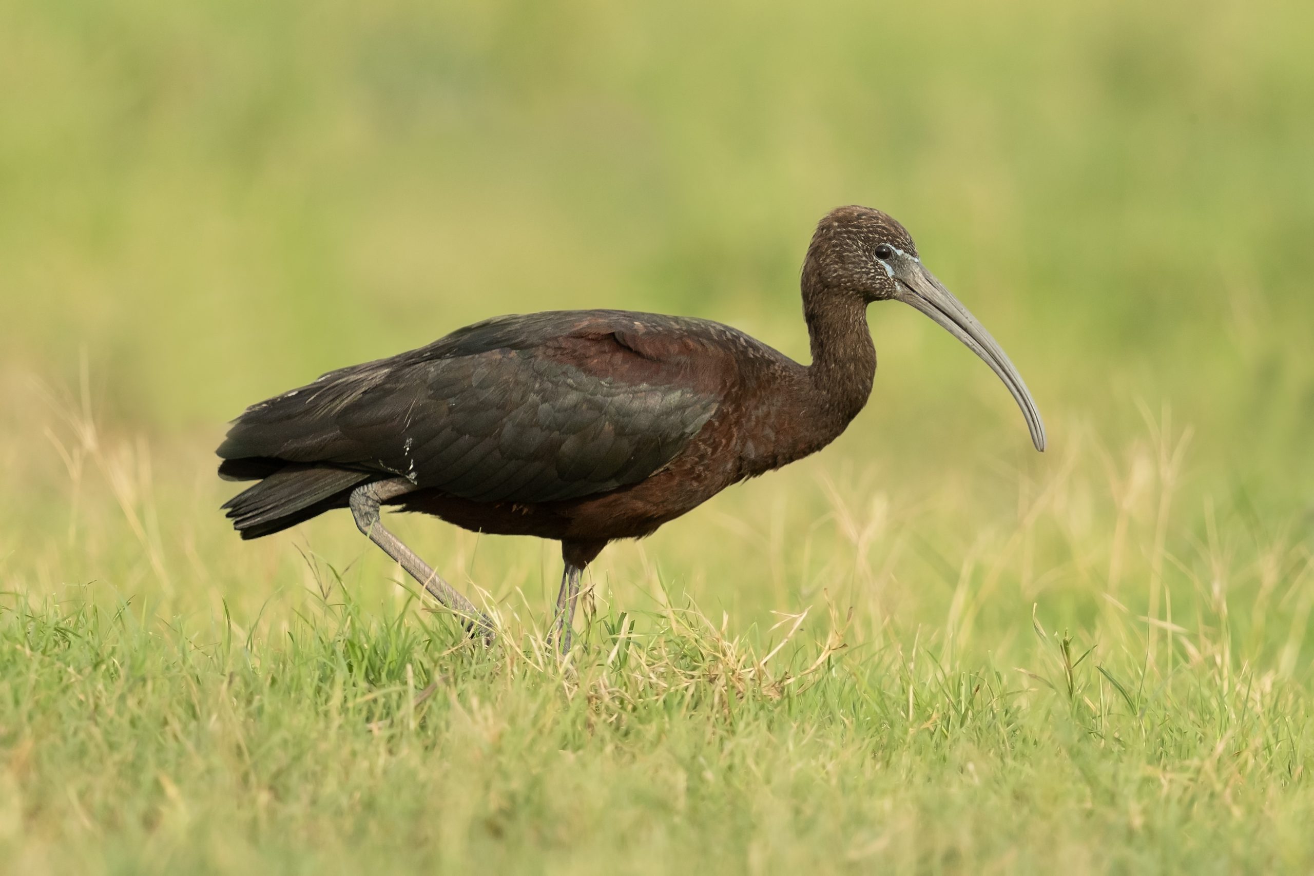 Zwarte ibis duikt op in Reitdiepgebied: “Een bijzondere verrassing”