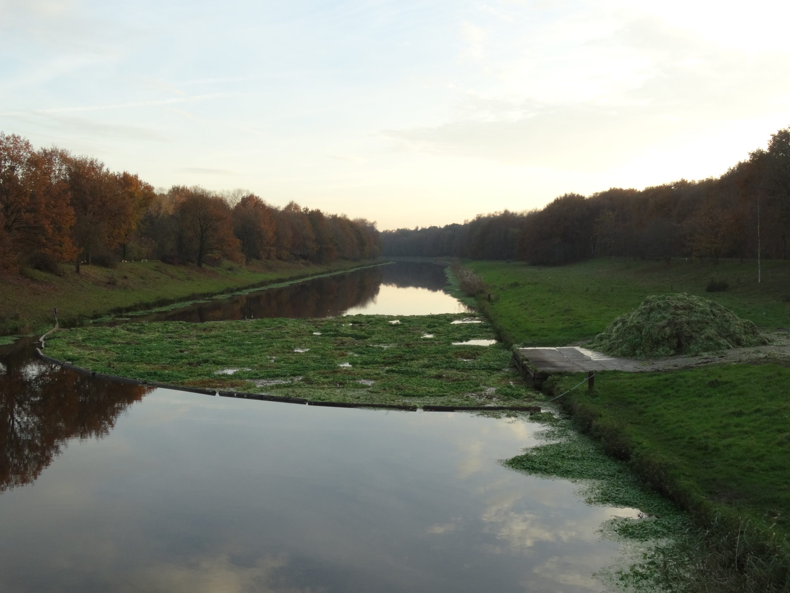 Provincie waarschuwt voor grote waternavel: “Meld deze woekerplant direct”