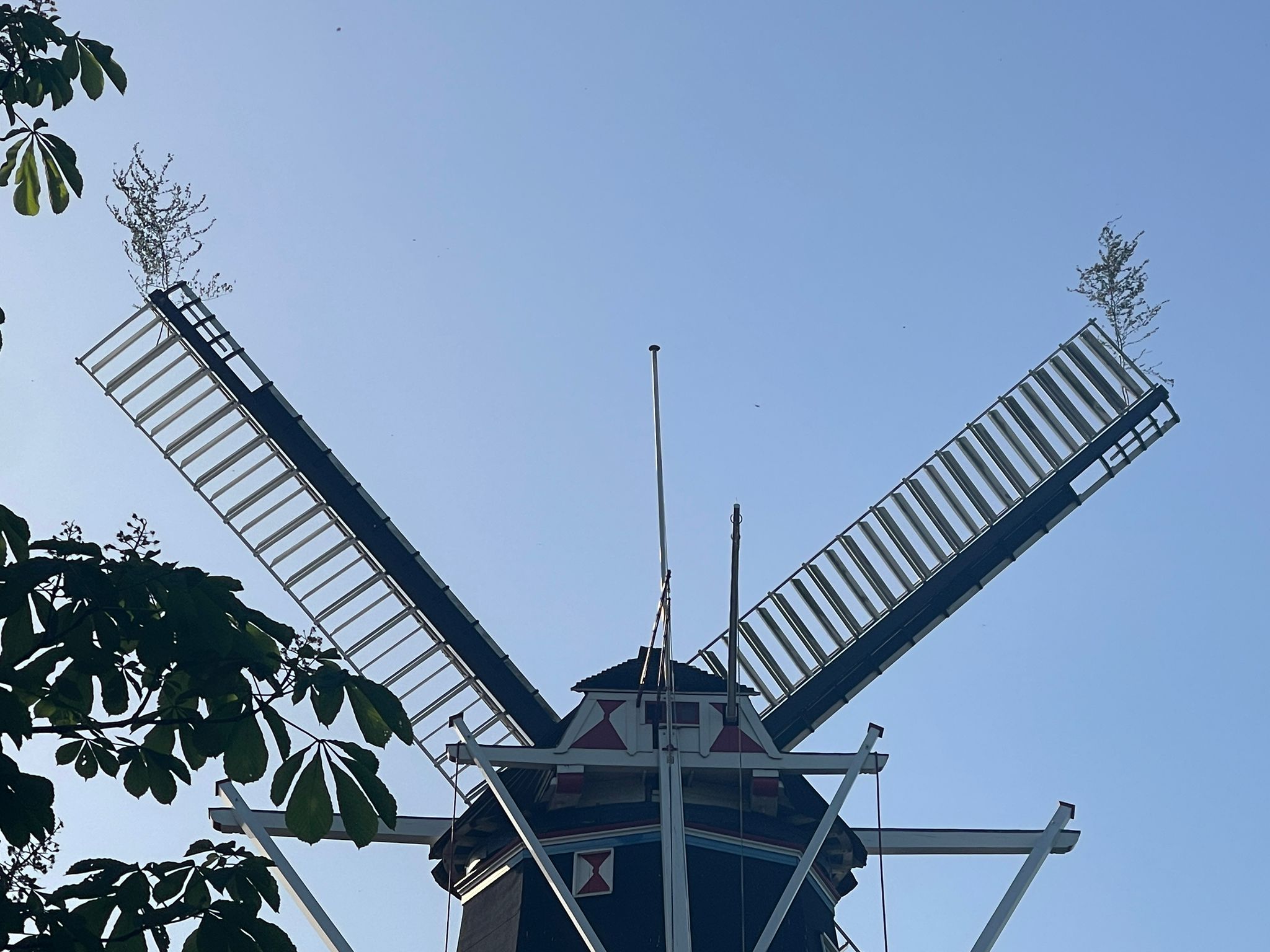 Eeuwenoud bijgeloof te zien bij korenmolen Noorderhoogebrug: waarom hangen er boomtakken in de Wilhe