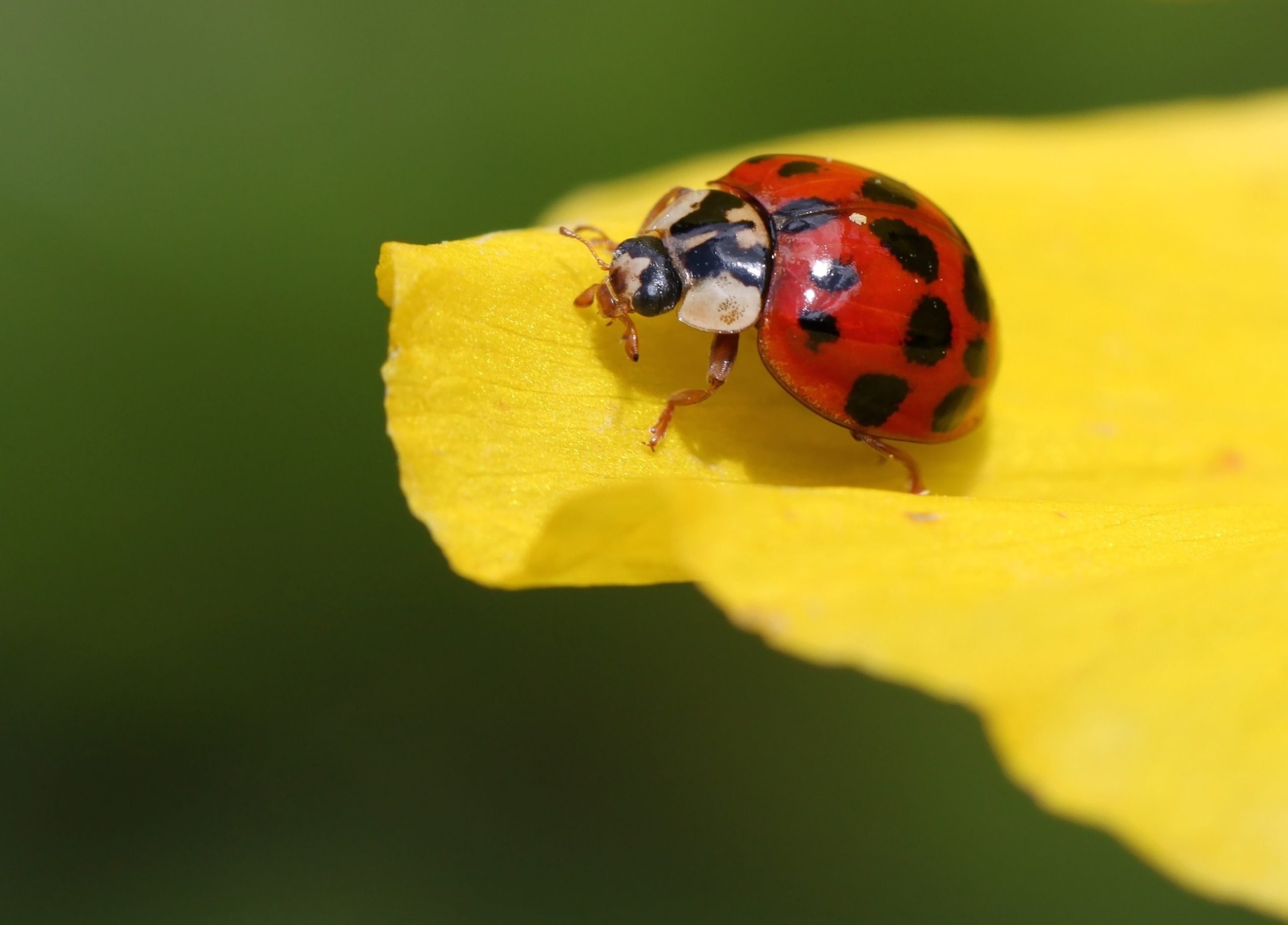 Natuurmonumenten vraagt zondag aandacht voor insecten op ‘Vier de Lente Dag’: “Er voltrekt zich een 