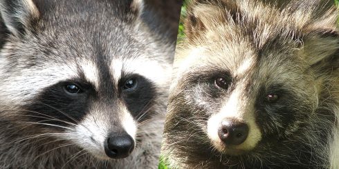 Provincie Groningen wil jacht op wasberen en wasbeerhonden uitbreiden: ‘Meld het als je er één ziet’