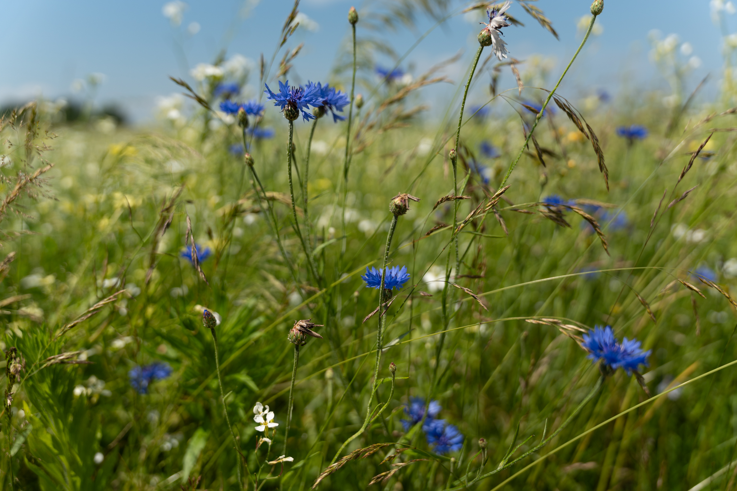 ‘Zondag wisselend bewolkt, komende dagen oplopende temperaturen’
