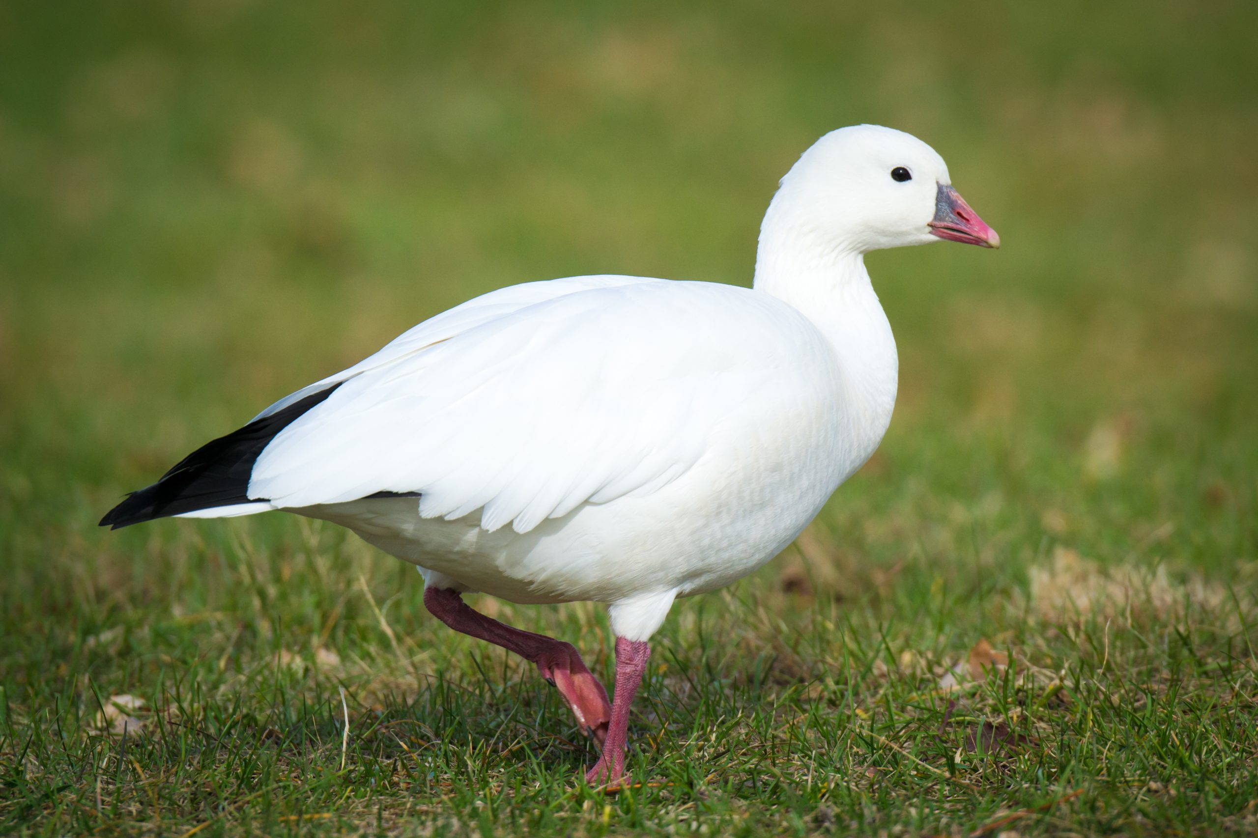 Zeldzame Ross’ gans waargenomen in Haren