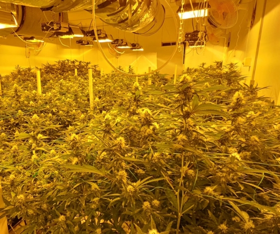 Politie treft hennepkwekerij aan met 400 planten in Vinkhuizen