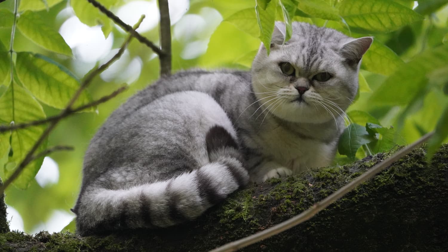 ‘Lizzy’ is na twee kilometer wandelen en etmaal in boom terug bij eigenaresse