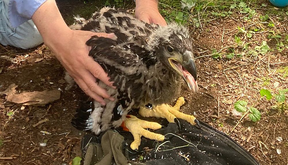 Jonge zeearenden geringd bij nest tussen Haren en Paterswolde