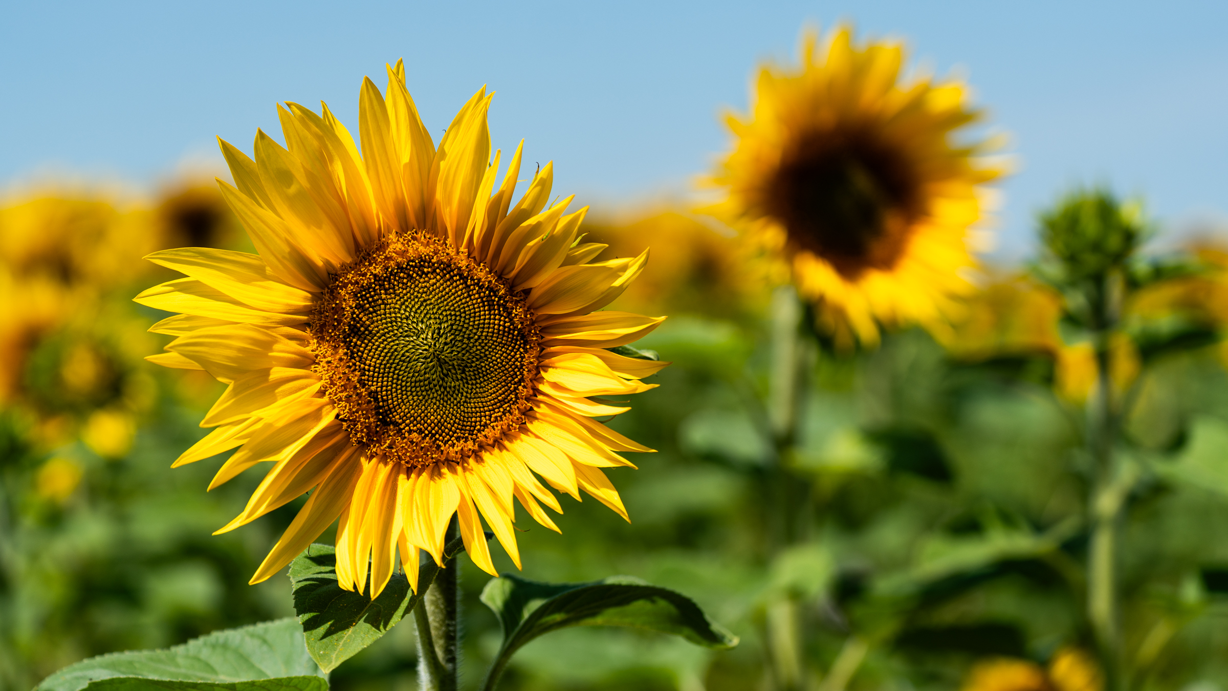 ‘Zondag veel zon, dinsdag tropische temperaturen’