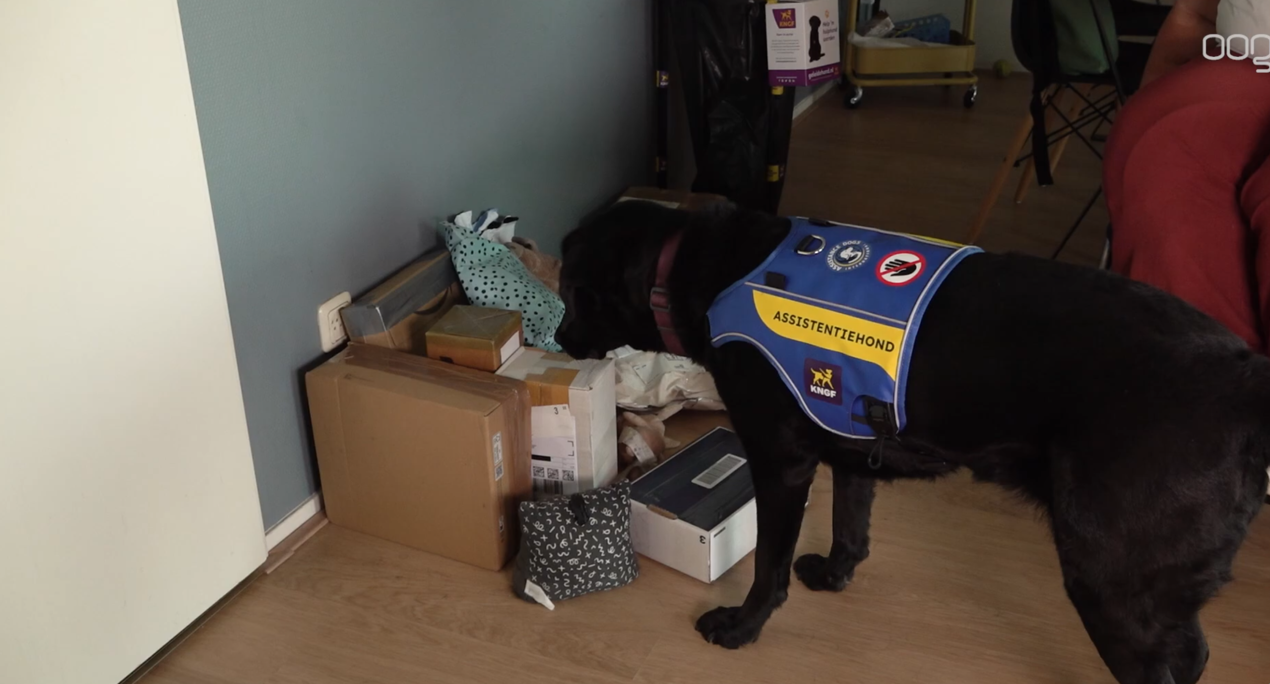 Oproep voor knuffelvarkentjes gaat viraal: pakketjes stromen binnen voor hulphond Entli