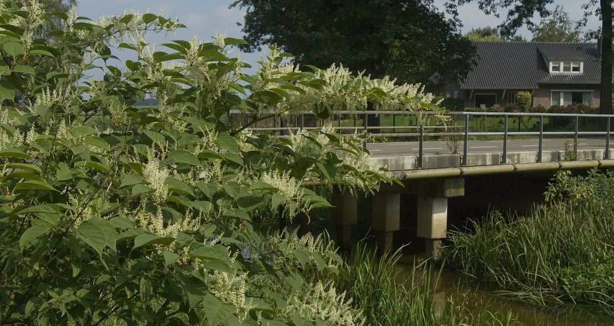 Zie jij de Japanse duizendknoop ergens in Groningen? De provincie wil het graag weten