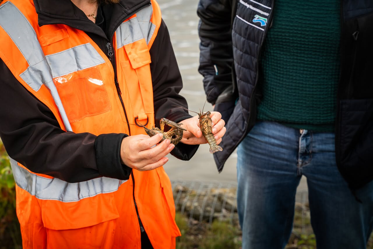 Onderzoek gestart naar exotische rivierkreeften in de gemeente