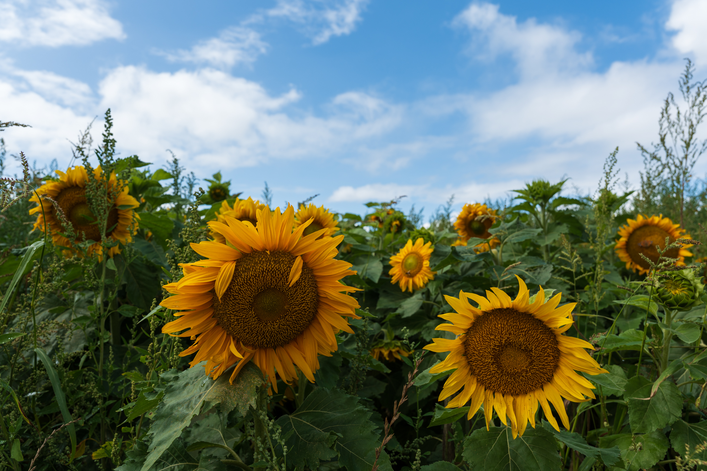 ‘Zondag kans op een bui, komende week oplopende temperaturen’