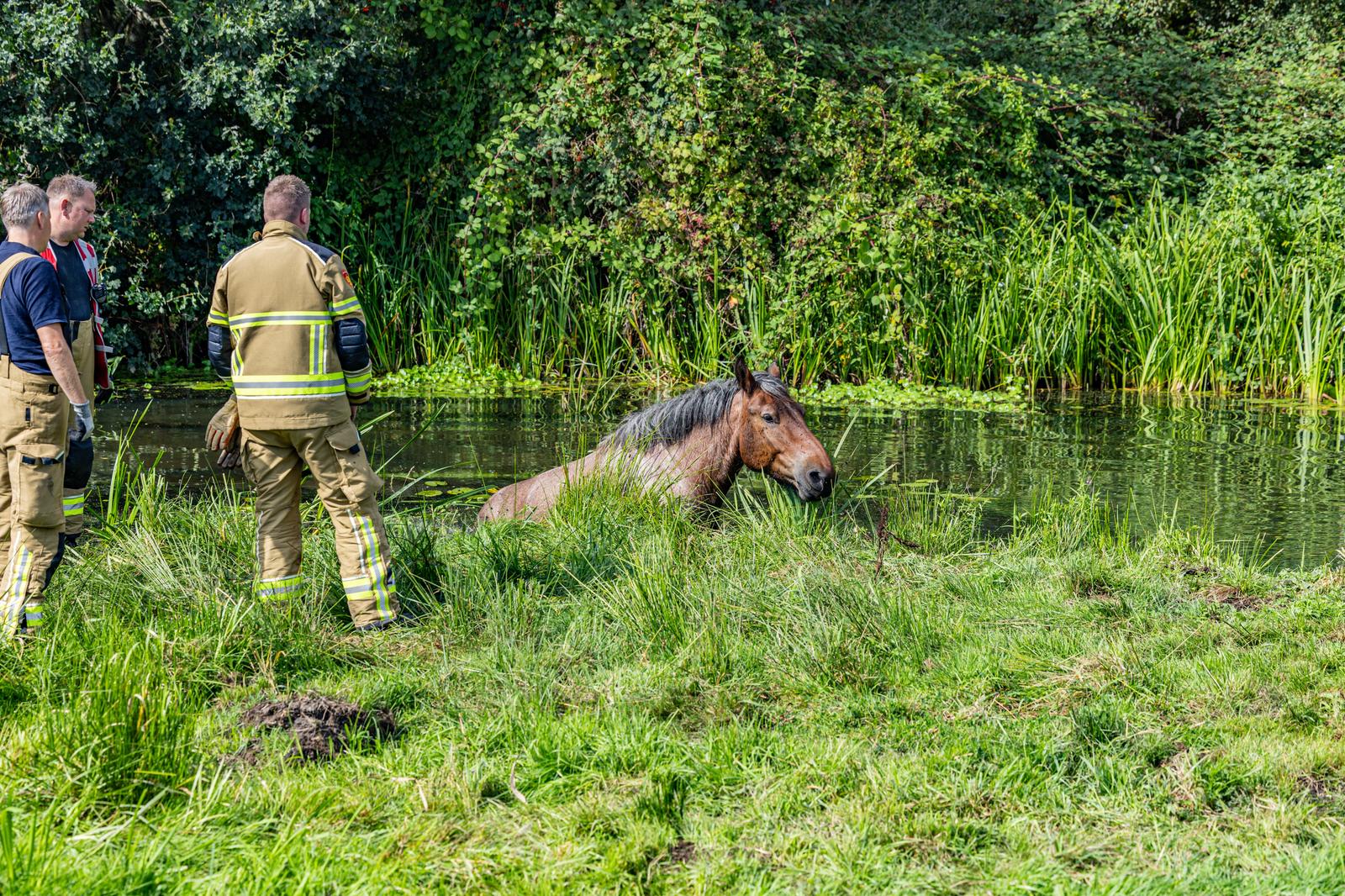 Paard is brandweer te snel af bij ‘reddingsactie’ Hoornse Diep