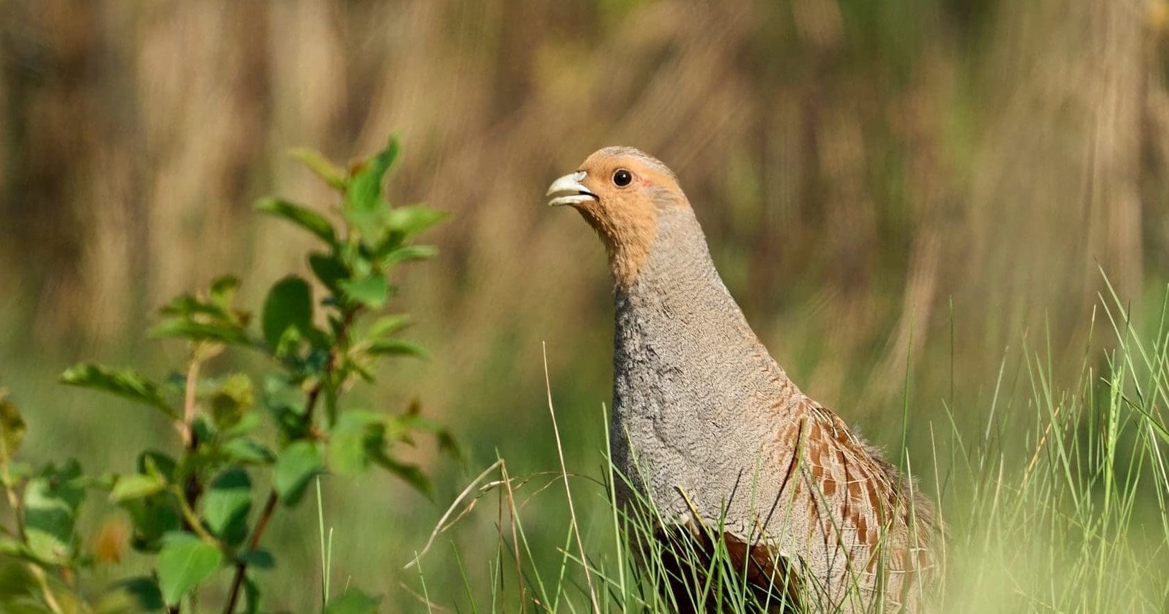Nieuw fonds moet leefgebieden voor vogels in Groningen verbeteren
