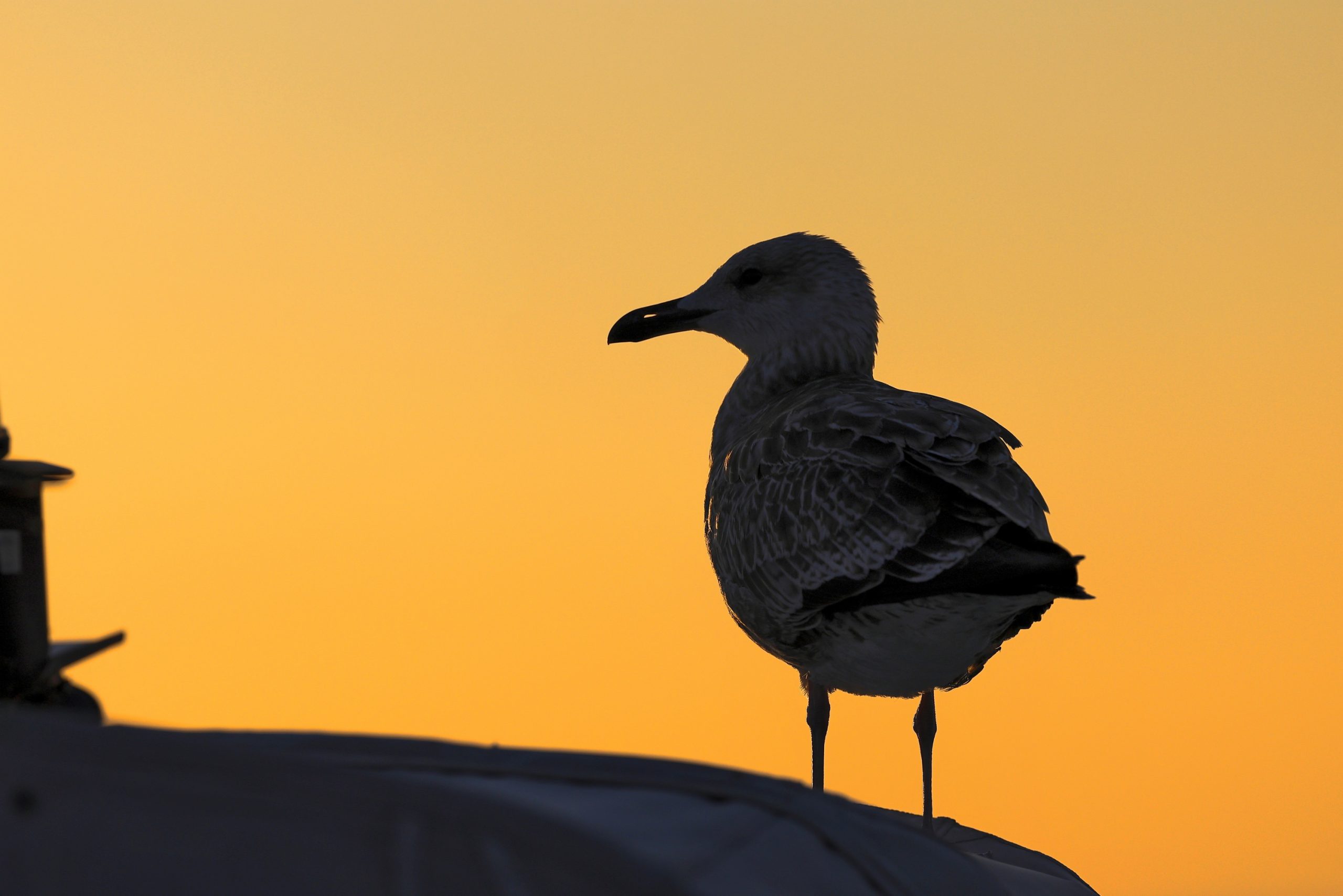 Slimme vogelkastjes met AI volgen zonsverduistering in het Noorden: “Gaan de kippen op stok?”