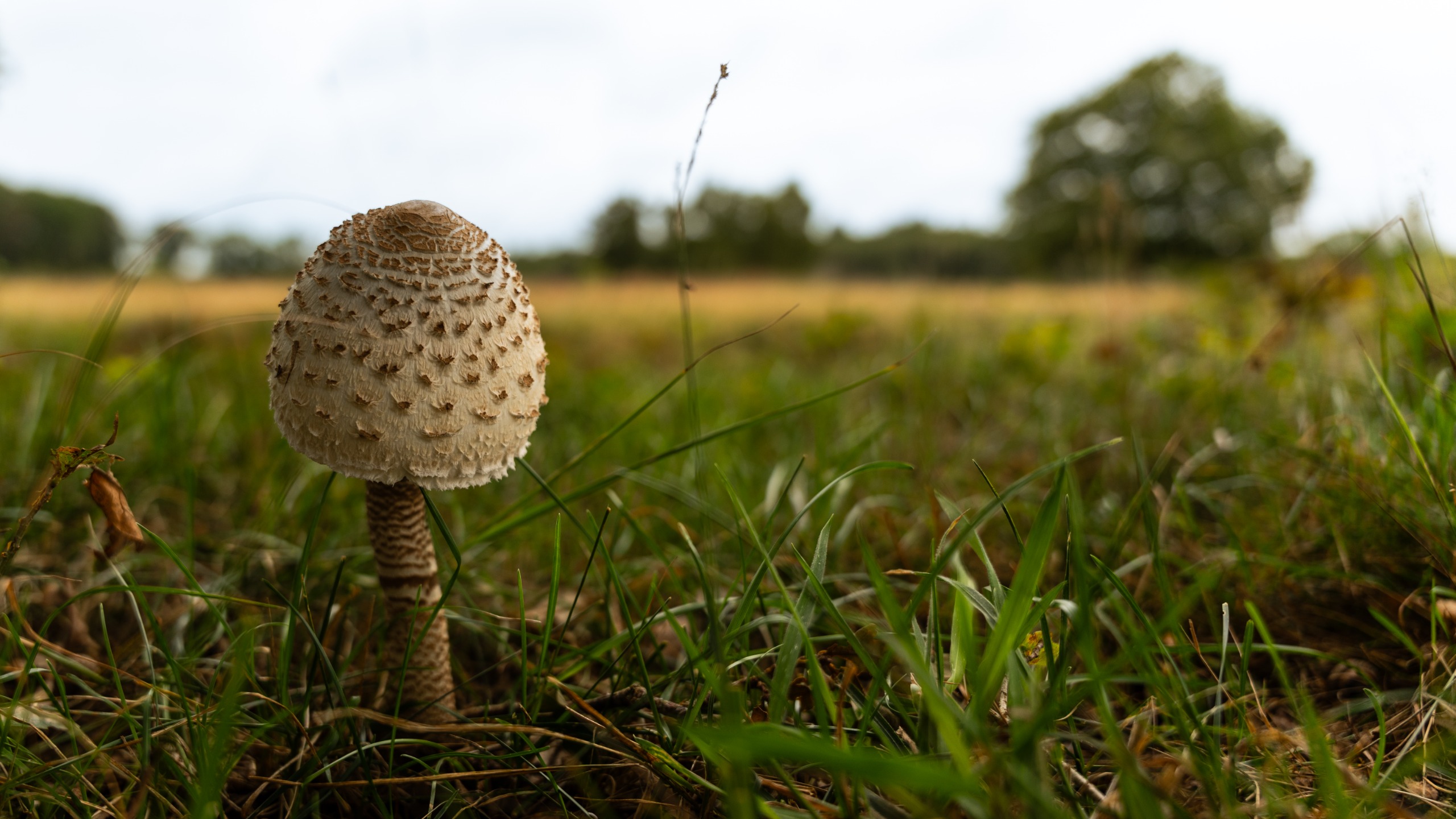 ‘Woensdag zon maar ook buien, ook komende dagen niet droog’