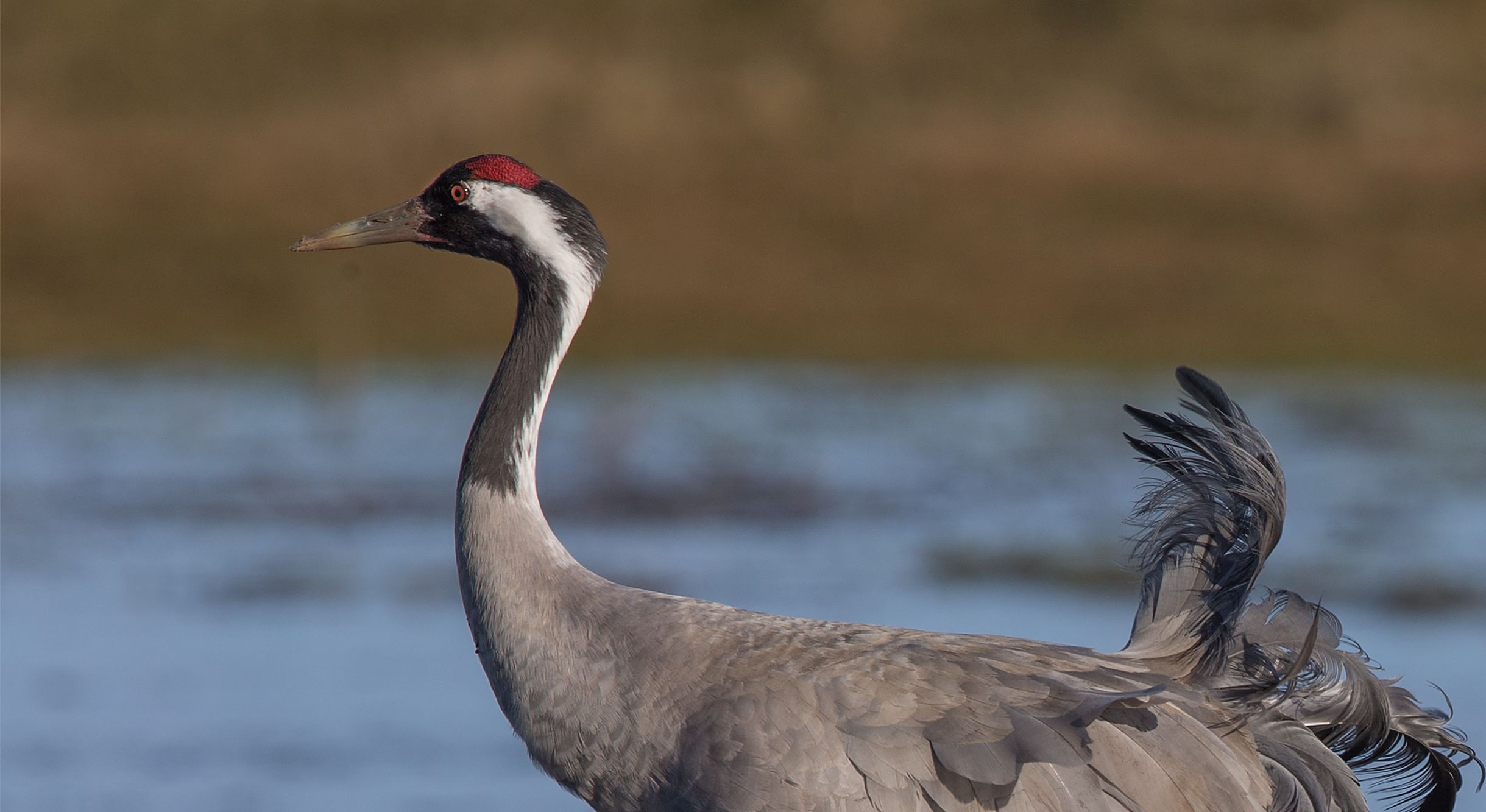 Haakproject moet duizend kraanvogels opleveren voor ‘Knuffelmuur van de Vrede’