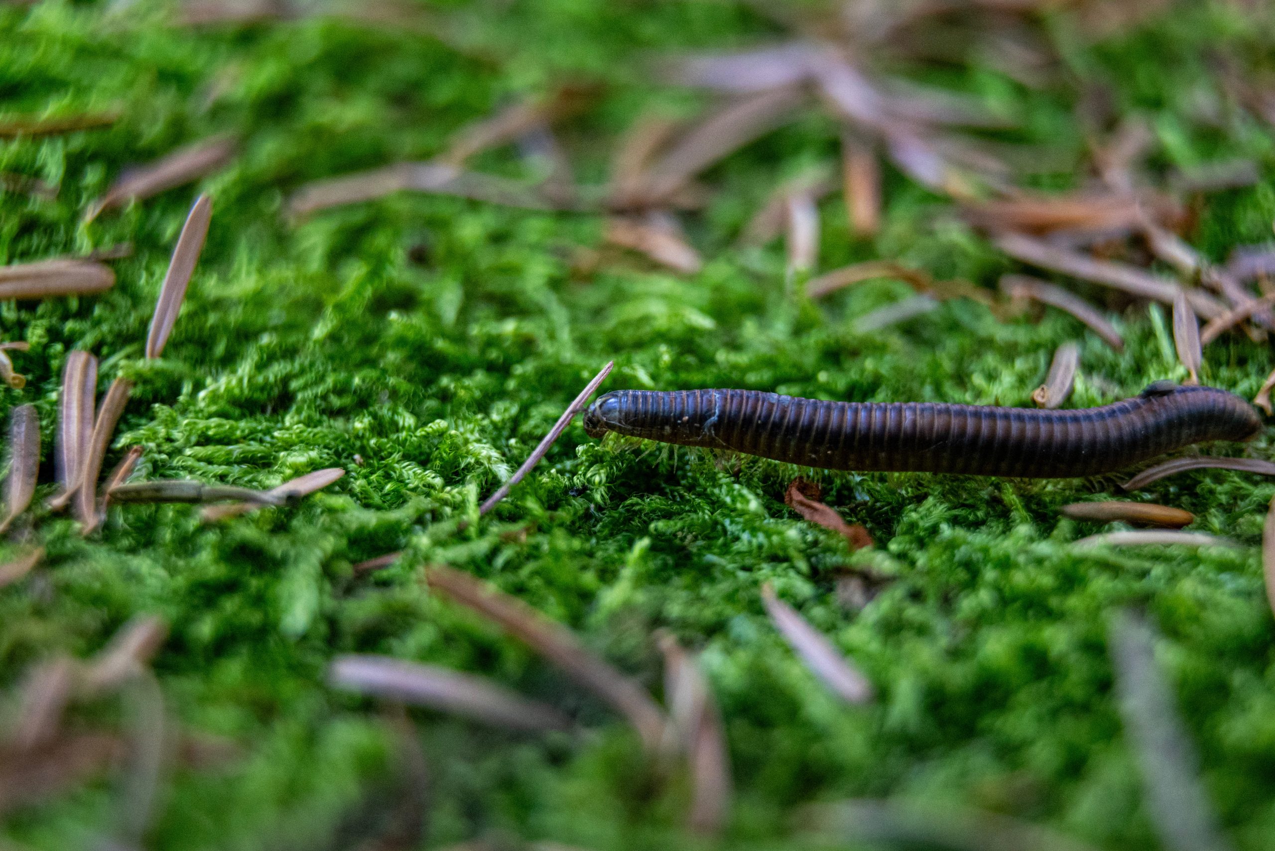 Op zoek met Het Groninger Landschap naar bodemdiertjes en kriebelbeestjes