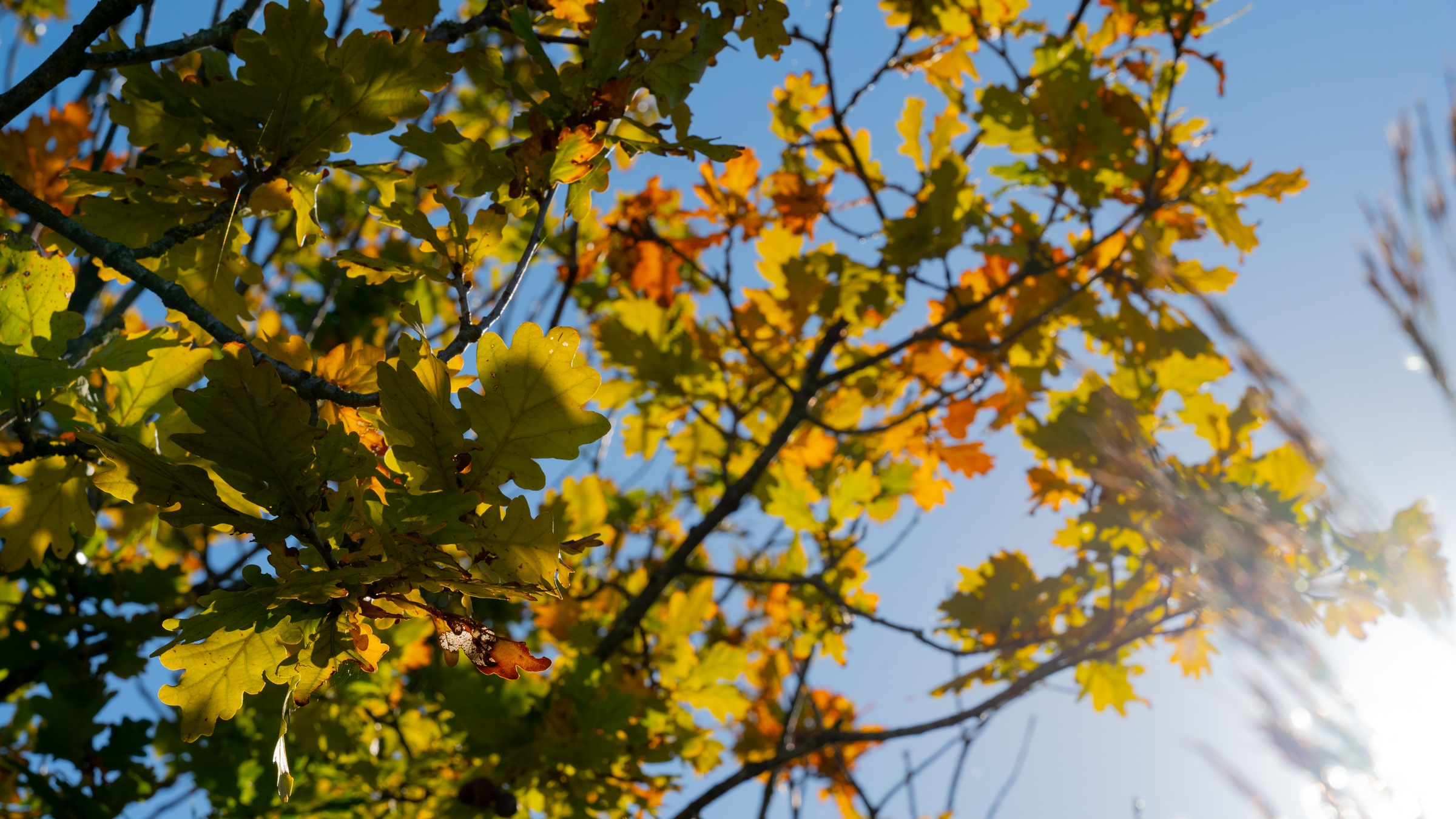 “Woensdagmiddag warm en zonnig, vanaf donderdag doet de herfst zijn intrede”
