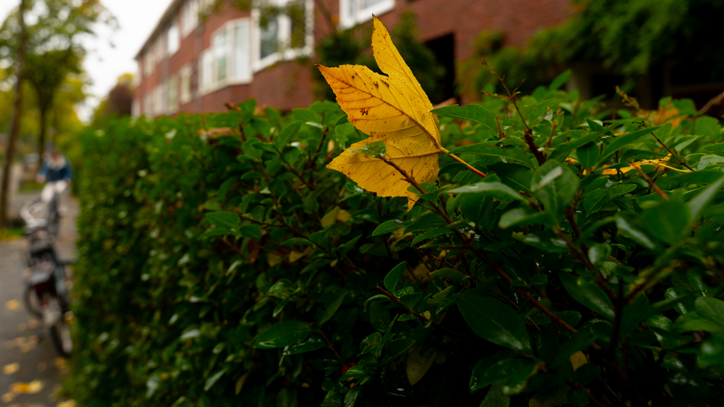 “Maandag opklaringen, dinsdag schraal met later op de dag regen’
