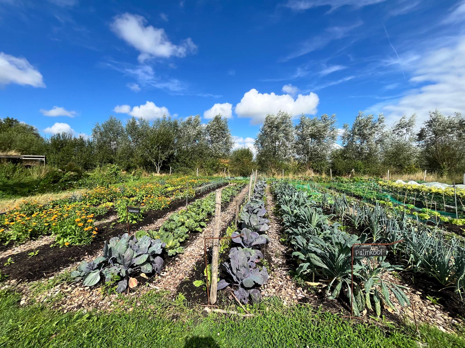 Zelfoogsttuin in Ten Boer maakt zich op voor de winter: “Iedereen welkom om te helpen”